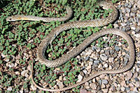Sonoran Whipsnake