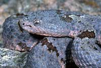 Banded Rock Rattlesnake