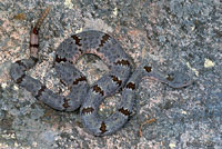 Banded Rock Rattlesnake