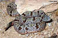 Banded Rock Rattlesnake