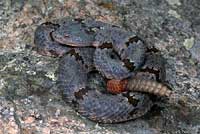 Banded Rock Rattlesnake