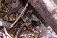 Northern Black-tailed Rattlesnake