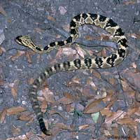 Northern Black-tailed Rattlesnake