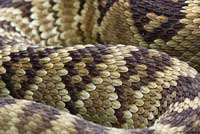 Northern Black-tailed Rattlesnake