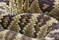 Northern Black-tailed Rattlesnake