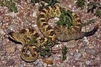 Northern Black-tailed Rattlesnake