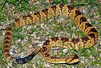 Northern Black-tailed Rattlesnake