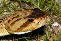 Northern Black-tailed Rattlesnake