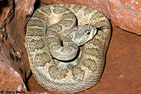 Grand Canyon Rattlesnake