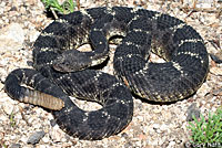 Arizona Black Rattlesnake