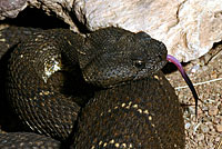 Arizona Black Rattlesnake