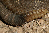 Arizona Black Rattlesnake