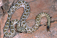 Midget Faded Rattlesnake 