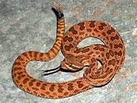 Prairie Rattlesnake