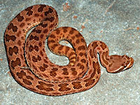 Prairie Rattlesnake