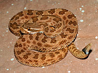 Prairie Rattlesnake