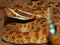 Prairie Rattlesnake