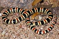 Tucson Shovel-nosed Snake