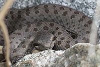 Western Twin-spotted Rattlesnake