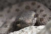 Western Twin-spotted Rattlesnake