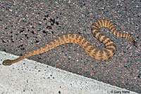 Tiger Rattlesnake