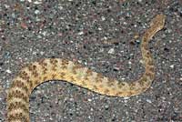 Tiger Rattlesnake