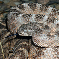 Tiger Rattlesnake