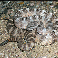 Tiger Rattlesnake