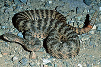 Tiger Rattlesnake