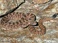 Hopi Rattlesnake