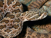 Prairie Rattlesnake