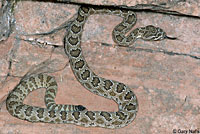 Prairie Rattlesnake