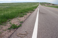 Prairie Rattlesnake