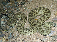Green Prairie Rattlesnake