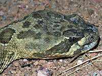 Prairie Rattlesnake