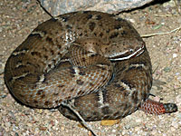 Arizona Ridge-nosed Rattlesnake