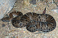 Arizona Ridge-nosed Rattlesnake