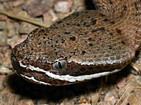 Arizona Ridge-nosed Rattlesnake