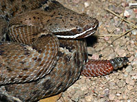 Arizona Ridge-nosed Rattlesnake