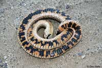 Mexican Hog-nosed Snake