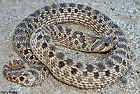 Mexican Hog-nosed Snake