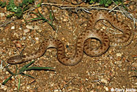 Mesa Verde Nightsnake
