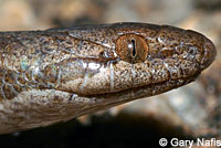 Mesa Verde Nightsnake