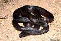 California Kingsnake