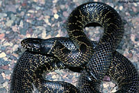 Desert Kingsnake