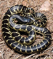 Desert Kingsnake