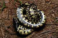 Desert Kingsnake