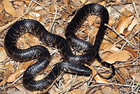 Desert Kingsnake