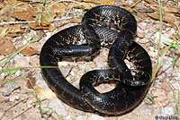 Desert Kingsnake