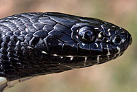 Desert Kingsnake